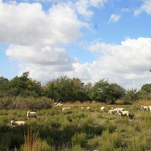 Landes de Ste-Marie - photo CEN PC